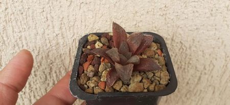 Haworhia  cv Sugar Plum hb 10 lei