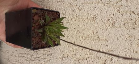 Haworthia variegata v petrophylla, 20 lei