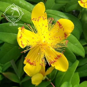 sunatoare vesnic verde Hypericum-calycinum1