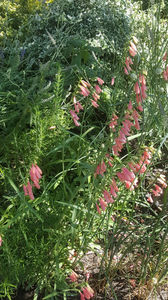 penstemon pink