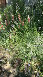 lavandula angustifolia