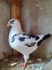received_920645755163188
