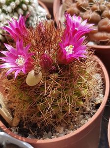 Mammillaria spinosissima