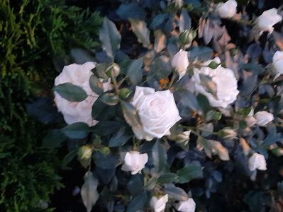 Garden of roses