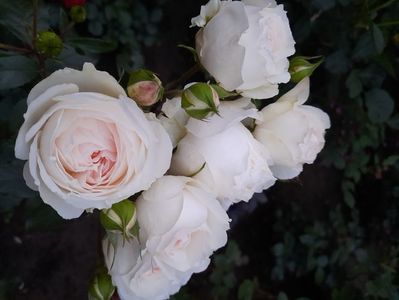 Stephanie baronin