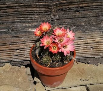 Rebutia Pygmaea