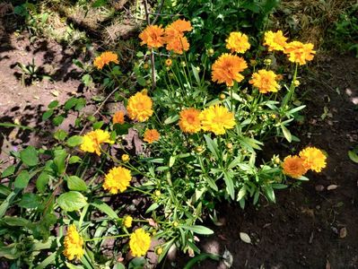 Coreopsis grandiflora Presto