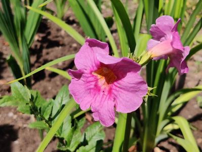 Incarvillea delavayi; Gloxinie de gradină sau Trompetă chinezească
