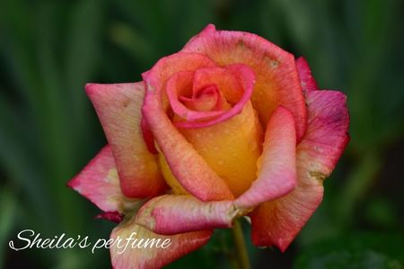 AddText_06-23-02.56.46