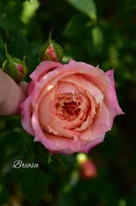 AddText_06-23-02.51.03