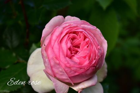 AddText_06-23-02.46.46