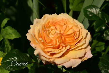 AddText_06-23-02.44.11