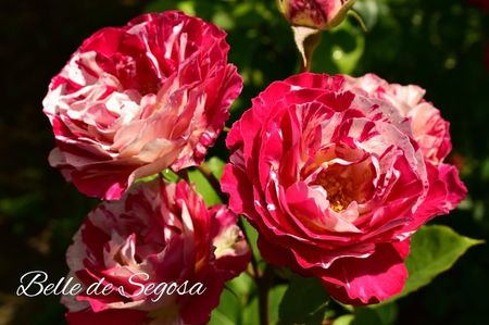 AddText_06-23-02.37.33