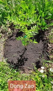 Plantemania.ro; Curmal chinezesc 23.06.2021
