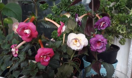 BriD s Susanne, BriD s Viktoria si Moha