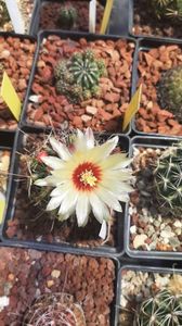 IMG-20210616-WA0030