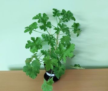 Muscata Attar of Roses (20); Planta tanara, ramificata, inradacinata in ghiveci de cca 10 cm = 20 Lei
