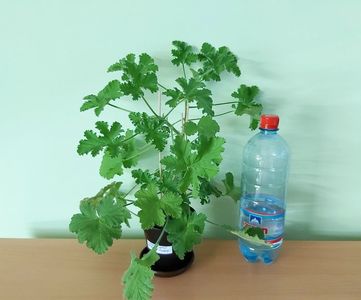 ; Pet-ul de apa de 1 Litru este pentru a va da seama de dimensiunea plantei.
