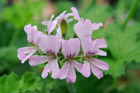 Asa infloreste muscata Attar of Roses