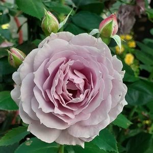 24 06 2021; După ploaia de marți,  au mai rămas câteva flori
