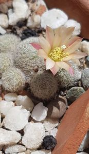 Rebutia heliosa sunrise