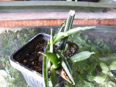 sansevieria