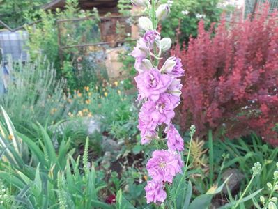 Delphinium Nemtisor