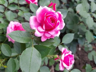 Pink babyflor