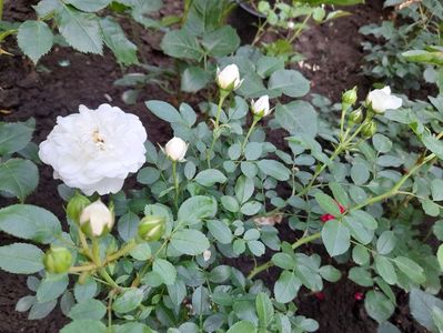 White babyflor
