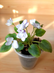 Rob s Humty Doo sport