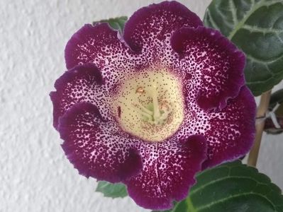 22a