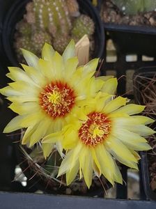 Hamatocactus setispinus