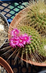 Mammillaria spinosissima cv Un Pico