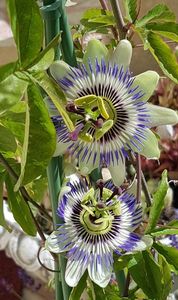 Passiflora caerulea