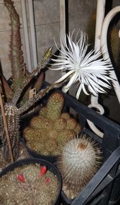 Setiechinopsis mirabilis; In sfarsit l-am prins! Anul trecut am ratat toate florile pt ca infloreste doar noaptea iar dimineata florile erau deja inchise si trecute.
