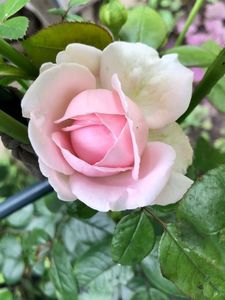 01EF85D7-1ED7-49BE-8AE7-D9600FB9917C