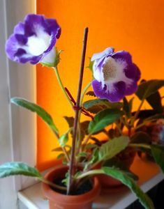 27.06.2021; Gloxinia
