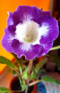 27.06.2021; Gloxinia
