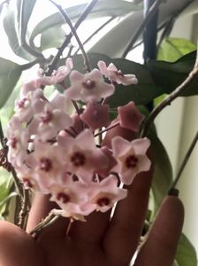 Hoya carnosa; 2021- iunie
