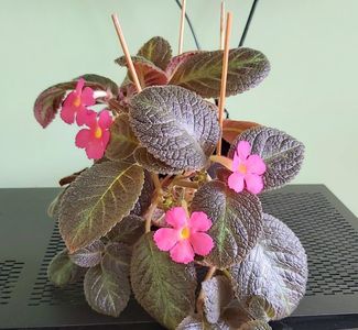 Flori de Pinkiscia