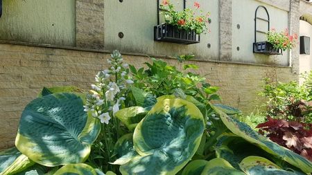 Hosta Christmas Tree