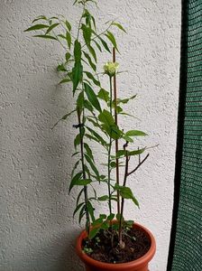 IMG20210629130913