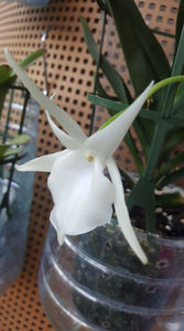 angraecum "Lady Lisa"x sesquipedale