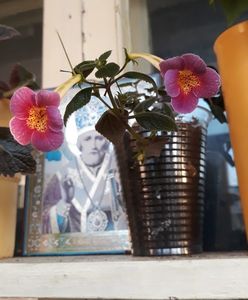 ...cu cornitele-pistil in vant!...