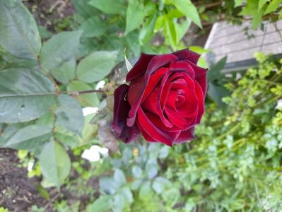 Black Baccara (2)