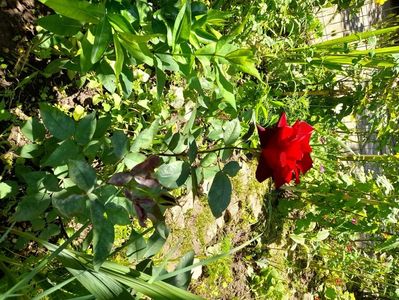 Black Baccara (3)