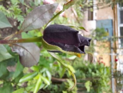 Black Baccara