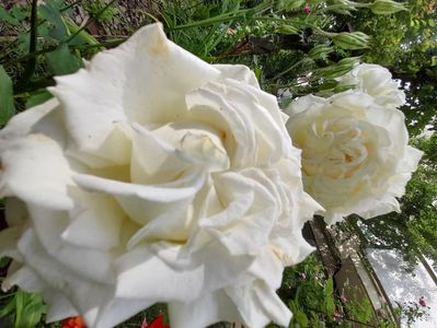 Papa Ioan Paul al II-lea (3)