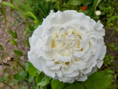 Papa Ioan Paul al II-lea (4)