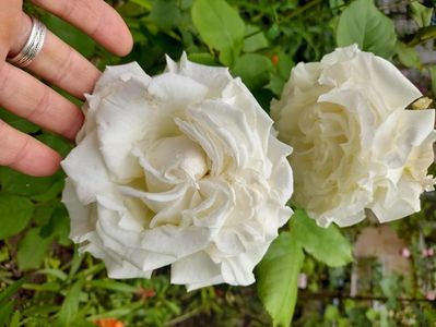 Papa Ioan Paul al II-lea